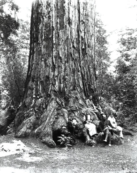 Redwood Tree